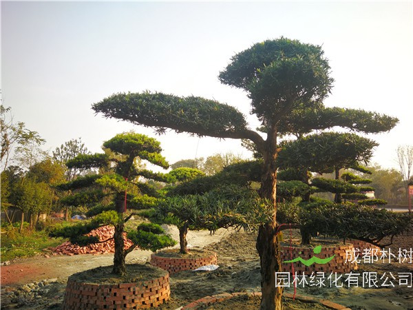 四川省-成都市-温江苗木基地直销的20公分罗汉松价格详情